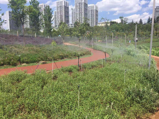 寧湖公園東岸提升改造工程項目